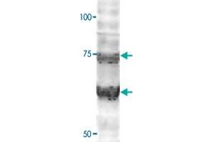 Western Blot analysis of WLS polyclonal antibody (1:2000) on HEK293 cell transfected with WLS-GFP. (GPR177/WLS anticorps  (C-Term))