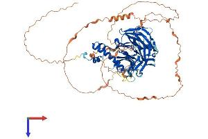 AlphaFold protein structure predicition of Mouse Recombinant Fbxo42 Protein, UniprotID Q6PDJ6