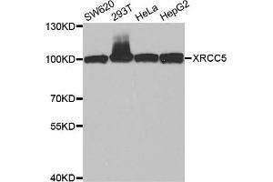 Western blot analysis of extracts of various cell lines, using XRCC5 antibody. (XRCC5 anticorps)