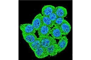 Confocal immunofluorescent analysis of PM20D2 Antibody (C-term) Cat. (PM20D2 anticorps  (C-Term))