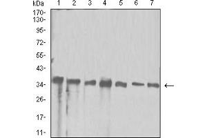 Western blot analysis using APEX1 mouse mAb against Hela (1), Jurkat (2), SW480 (3), A431 (4), HepG2 (5), NIH/3T3 (6), and PC-12 (7) cell lysate. (APEX1 anticorps  (AA 219-318))