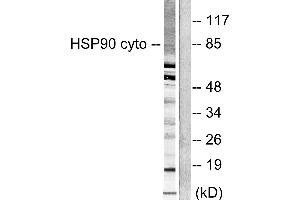 Western blot analysis of extracts from NIH/3T3 cells, using HSP90 cyto antibody (#C0234).