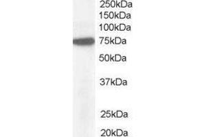 ABIN2564251 (1µg/ml) staining of Hela lysate (35µg protein in RIPA buffer). (NUP85 anticorps  (C-Term))