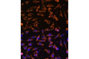 Immunofluorescence analysis of L929 cells using K antibody (ABIN7265613) at dilution of 1:100.