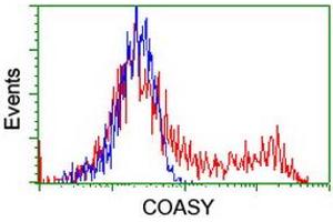 Image no. 2 for anti-CoA Synthase (COASY) antibody (ABIN1497557) (COASY anticorps)