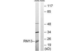 Western blot analysis of extracts from A549 cells, using MRPL13 antibody. (MRPL13 anticorps  (C-Term))