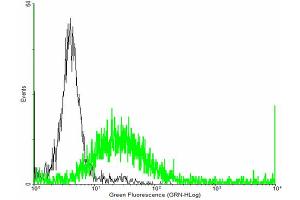 FACS analysis of negative control 293 cells (Black) and PTGDR expressing 293 cells (Green) using PTGDR purified MaxPab mouse polyclonal antibody.