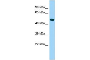 Host: Rabbit Target Name: ARRDC4 Sample Type: Fetal Liver lysates Antibody Dilution: 1. (ARRDC4 anticorps  (N-Term))