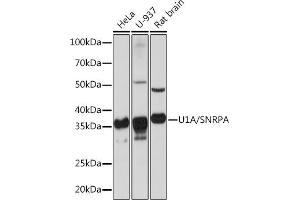 Western blot analysis of extracts of various cell lines, using U1A/SNRPA Rabbit mAb (ABIN1682728, ABIN3017975, ABIN3017976 and ABIN7101553) at 1:1000 dilution. (SNRPA1 anticorps)