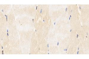 Detection of CASP6 in Bovine Skeletal muscle Tissue using Monoclonal Antibody to Caspase 6 (CASP6)