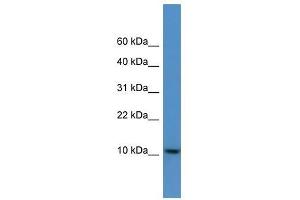 DNAJC19 antibody used at 0. (DNAJC19 anticorps  (C-Term))