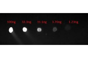 Dot Blot of Goat Anti-HUMAN IgG F(c) Fluorescein Conjugated Antibody. (Chèvre anti-Humain IgG (Fc Region) Anticorps (FITC) - Preadsorbed)