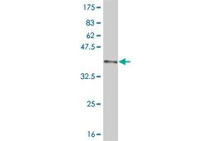 Western Blot detection against Immunogen (36. (DNMBP anticorps  (AA 491-590))