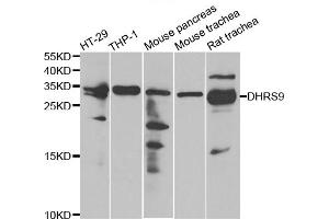 Western blot analysis of extracts of various cell lines, using DHRS9 antibody. (DHRS9 anticorps)