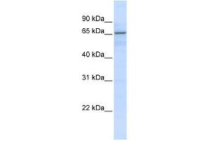 WB Suggested Anti-ZNF256 Antibody Titration:  0. (ZNF256 anticorps  (N-Term))