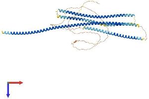 AlphaFold protein structure predicition of Mouse Recombinant Spdl1 Protein, UniprotID Q923A2