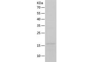 Western Blotting (WB) image for Lectin, Galactoside-Binding, Soluble, 13 (LGALS13) (AA 1-139) protein (His tag) (ABIN7123730)