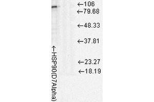 Western Blot analysis of Rat cell lysates showing detection of Hsp90 protein using Mouse Anti-Hsp90 Monoclonal Antibody, Clone D7Alpha .