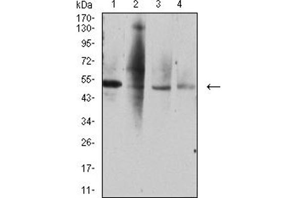 DcR2 抗体  (AA 56-211)