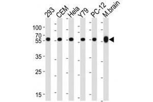 Western blot analysis of lysate from 293, CEM, HeLa, Y79, rat PC-12 cell line, mouse brain tissue lysate using TUBB / beta-Tubulin antibody at 1:1000 for each lane.