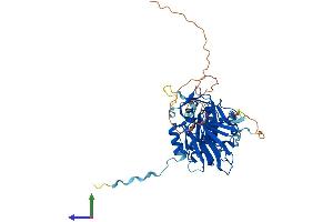 AlphaFold protein structure predicition of Mouse Recombinant Nadk Protein, UniprotID P58058