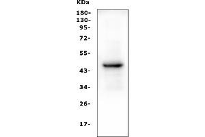 Western blot analysis of PAX5 using anti-PAX5 antibody (ABIN7600655).
