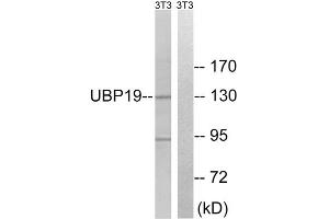 Western blot analysis of extracts from 3T3 cells, using USP19 antibody. (USP19 anticorps  (Internal Region))