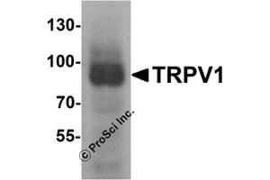 Western Blotting (WB) image for anti-Transient Receptor Potential Cation Channel, Subfamily V, Member 1 (TRPV1) (C-Term) antibody (ABIN1077423) (TRPV1 anticorps  (C-Term))