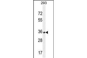 Western blot analysis in 293 cell line lysates (35ug/lane). (OR10H1 anticorps  (C-Term))