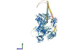 AlphaFold protein structure predicition of Human Recombinant MYOM2 Protein, UniprotID P54296