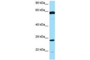 Image no. 1 for anti-Phosphomannomutase 2 (PMM2) (AA 120-169) antibody (ABIN6748475) (PMM2 anticorps  (AA 120-169))