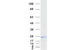 Validation with Western Blot