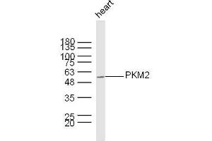 Mouse heart lysates probed with PKM2 Polyclonal Antibody, unconjugated  at 1:300 overnight at 4°C followed by a conjugated secondary antibody at 1:10000 for 60 minutes at 37°C. (PKM2 anticorps  (AA 255-350))