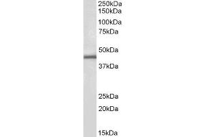 ABIN4902680 (1µg/ml) staining of Human Kidney lysate (35µg protein in RIPA buffer).