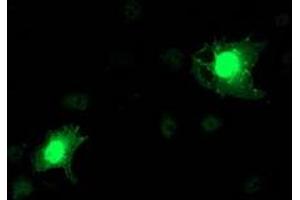 Immunofluorescence (IF) image for anti-N-Acyl Phosphatidylethanolamine phospholipase D (NAPEPLD) antibody (ABIN1499647) (NAPEPLD anticorps)