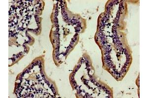 Immunohistochemistry of paraffin-embedded human small intestine tissue using ABIN7154035 at dilution of 1:100 (ENPEP anticorps  (AA 719-949))