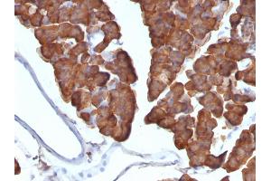 Formalin-fixed, paraffin-embedded Mouse Pancreas stained with ODC1 Monoclonal Antibody (ODC1/487) (ODC1 anticorps)