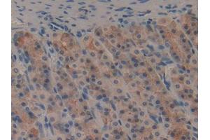 DAB staining on IHC-P; Samples: General Stomach Tissue (GIP anticorps)