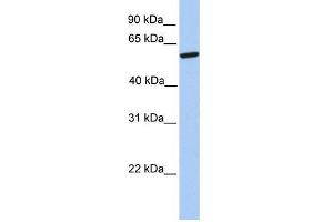 Western Blot showing ZNF284 antibody used at a concentration of 1-2 ug/ml to detect its target protein. (ZNF284 anticorps  (Middle Region))