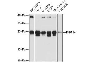 Western blot analysis of extracts of various cell lines, using FKBP14 antibody (ABIN6127902, ABIN6140649, ABIN6140650 and ABIN6217140) at 1:3000 dilution. (FKBP14 anticorps  (AA 20-211))