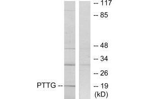 Western blot analysis of extracts from RAW264. (PTTG1IP anticorps  (C-Term))