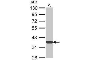 WB Image Sample (30 ug of whole cell lysate) A: H1299 10% SDS PAGE antibody diluted at 1:1000 (Annexin a1 anticorps)
