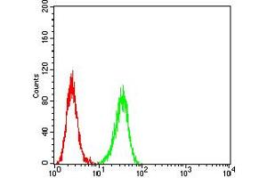 Flow cytometric analysis of Hela cells using ATG5 mouse mAb (green) and negative control (red). (ATG5 anticorps  (AA 144-275))