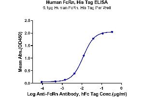 Immobilized Human FcRn, His Tag at 1 μg/mL (100 μL/well) on the plate.