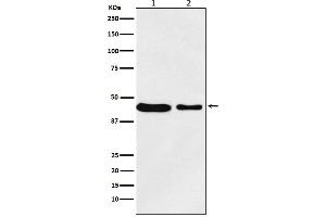 Western blot analysis of MC4 Receptor expression in (1) MCF7 cell lysate, (2) RAW264.