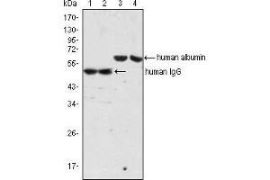 Western blot analysis using IgG mouse mAb (lane 1, 2) and Albumin mouse mAb (lane 3, 4) against human serum (lane 1, 3) and plasma (lane 2, 4). (Souris anti-Humain IgG (Heavy & Light Chain) Anticorps)