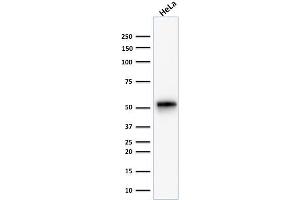 anti-Keratin 7 (KRT7) antibody