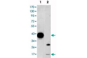Western blot analysis using FABP2 monoclonal antibody, clone 9A9B7B3  against FABP2-hIgGFc transfected HEK293 (1) cell lysate and LoVo (2) cell lysate. (FABP2 anticorps)