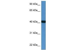 Western Blot showing PTER antibody used at a concentration of 1 ug/ml against Fetal Heart Lysate (PTER anticorps  (N-Term))