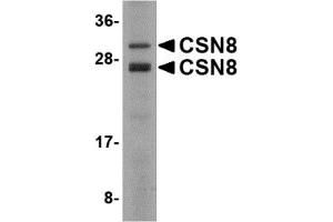 Western Blotting (WB) image for anti-COP9 Signalosome Subunit 8 (COPS8) (C-Term) antibody (ABIN1030346) (COPS8 anticorps  (C-Term))